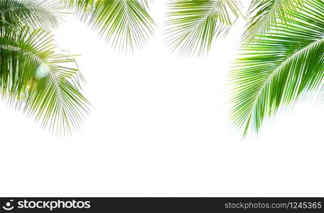 Green leave of coconut palm tree with lens flare isolated on white background