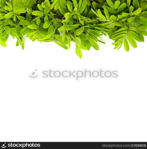 Green leave on white background