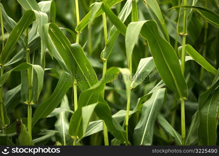 Green Leaves