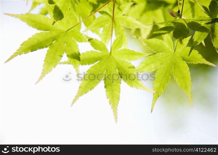 Green leaves