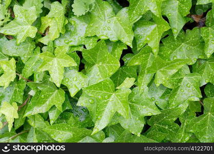 Green leaves