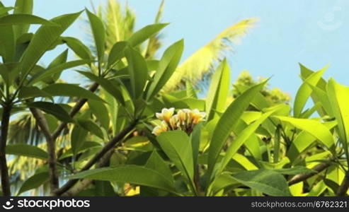 green leaves