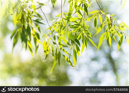 Green leaves against abstract sunny background