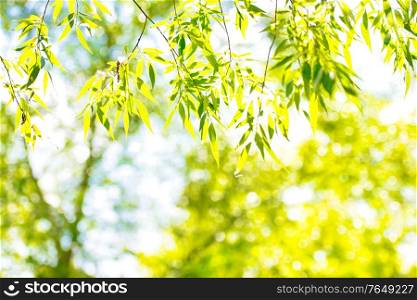 Green leaves against abstract sunny background