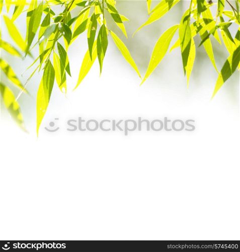 Green leaves against abstract sunny background isolated on white