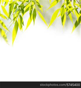 Green leaves against abstract sunny background isolated on white