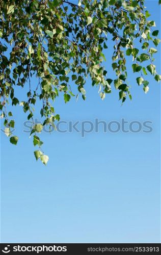 green leaves against the blue sky