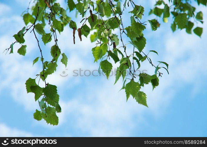 green leaves against the blue sky