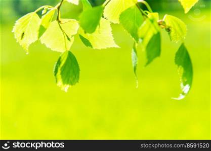 Green leaves and grass on green nature background