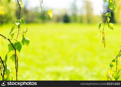 Green leaves and nature green grass abstract background