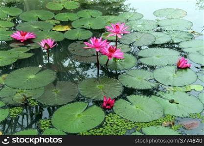 Green leaves and pink lotuses in the pond