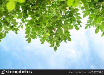 green leaves and sky