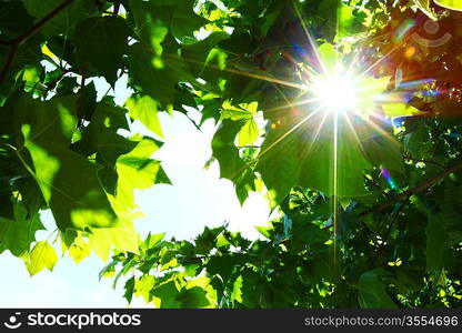 Green leaves and sun