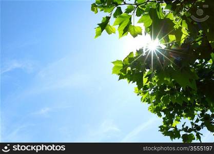 Green leaves and sun