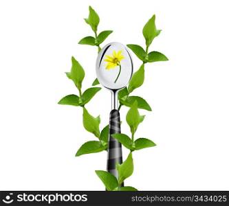 green leaves around spoon and yellow flower isolated on white background.