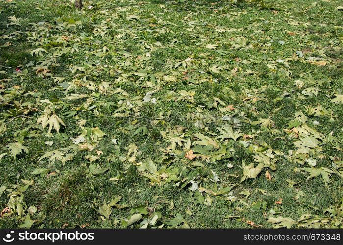Green leaves as a nature background texture