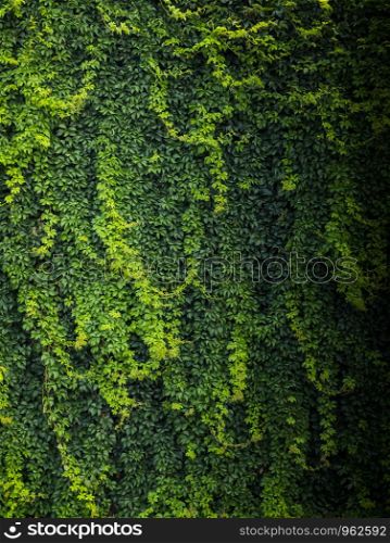 Green leaves as a nature background texture