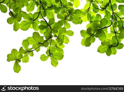 Green leaves backgroud of Terminalia catappa tree