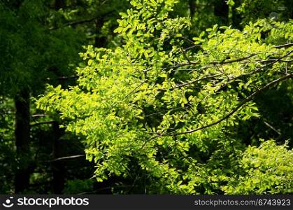 Green leaves background. A branch of green leaves in backlight, in front of a dark background