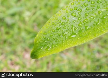 Green leaves background for design. Green leaves and water drop. Natural leaves background
