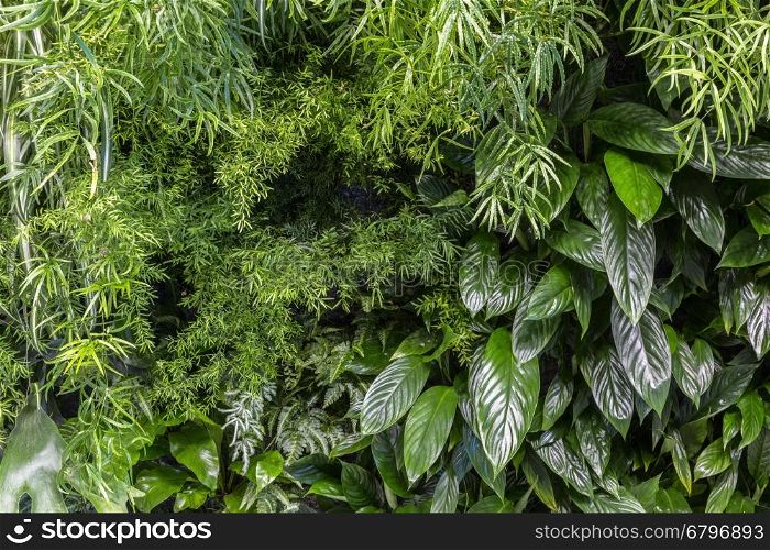 Green leaves background for your design