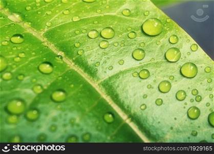 Green leaves background.Green leaf with drops of water