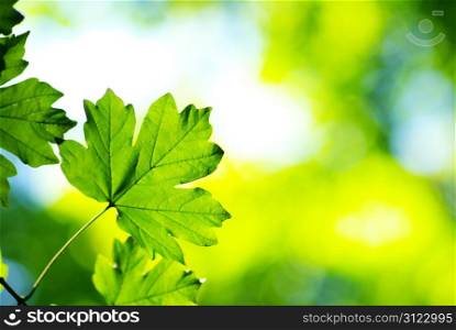 green leaves background in a sunny day