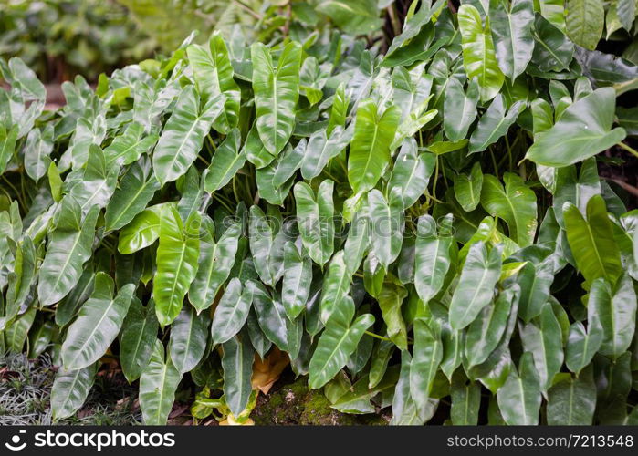 Green leaves background in garden, stock photo