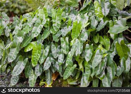 Green leaves background in garden, stock photo