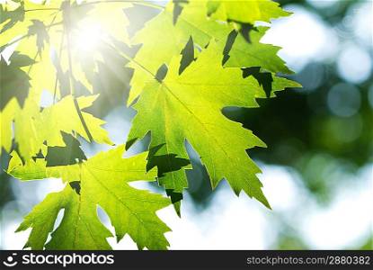 Green leaves background in sunlight