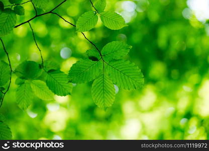 green leaves background in sunny day