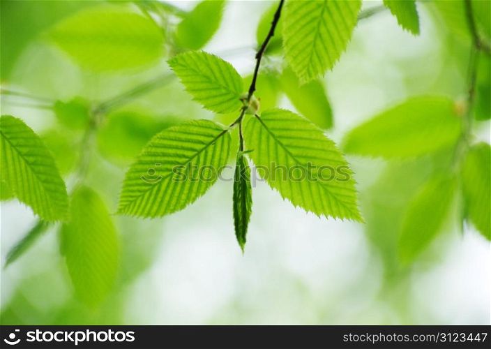 green leaves background in sunny day