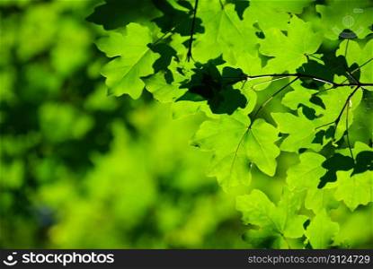 green leaves background in sunny day