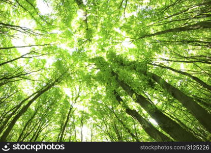 green leaves background in sunny day