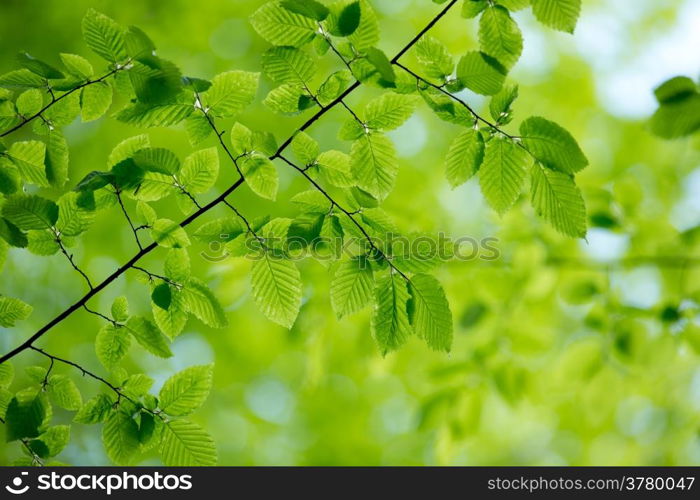 green leaves background in sunny day