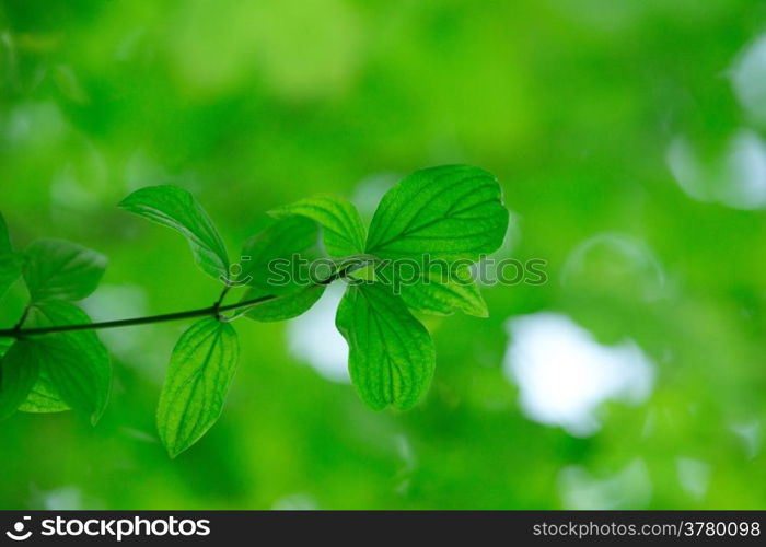 green leaves background in sunny day