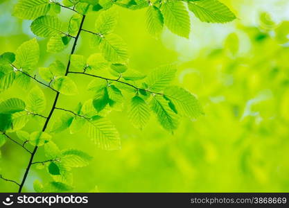 green leaves background in sunny day