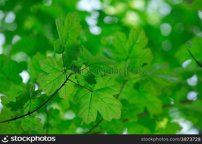 green leaves background in sunny day