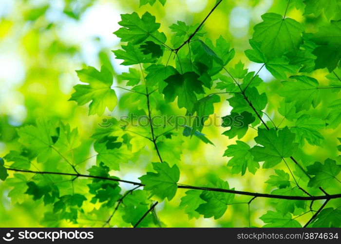 green leaves background in sunny day