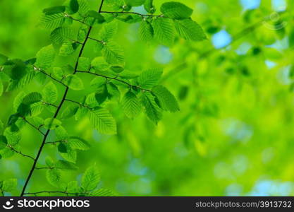 green leaves background in sunny day