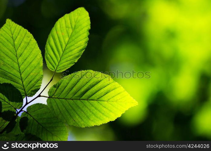 green leaves background in sunny day