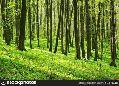 green leaves background in sunny day