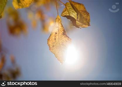 Green leaves background in sunny day