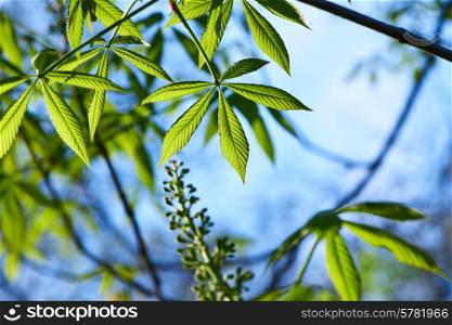 Green leaves background in sunny day