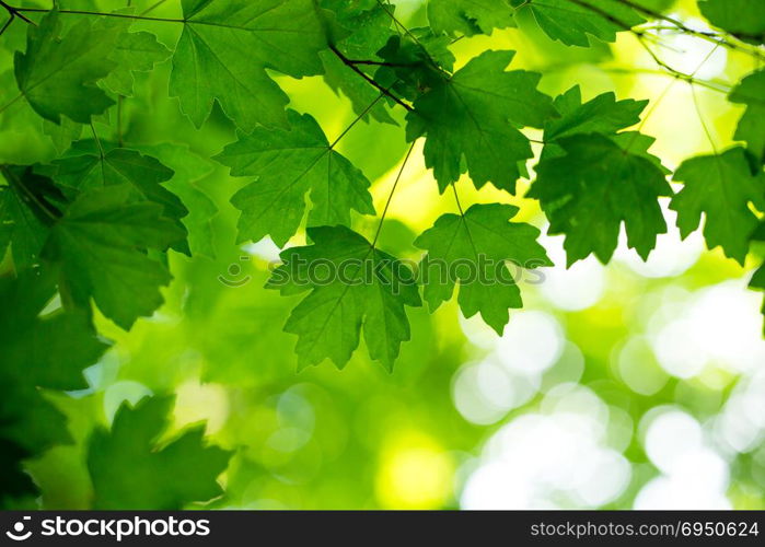 green leaves background in sunny day