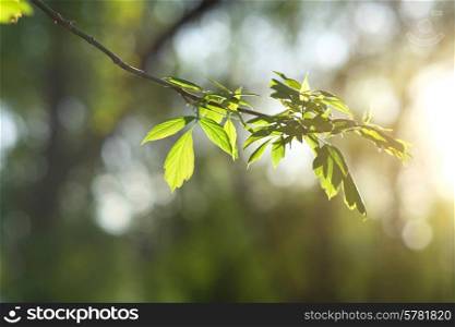 Green leaves background in sunny day. Shallow depth of field.