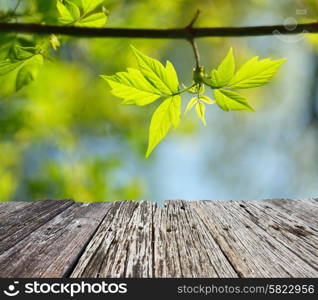 Green leaves background in sunny day. Shallow depth of field.