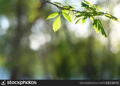 Green leaves background in sunny day. Shallow depth of field.