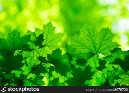 green leaves background in sunny day&#xA;&#xA;