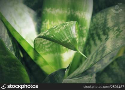 Green leaves background . Nature concept